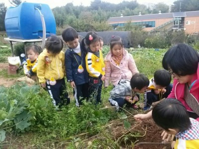 마당쇠마을주말농장 고구마케기 체험행사