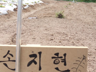 손지현 농장