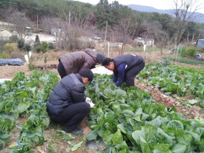 1125 주말농장