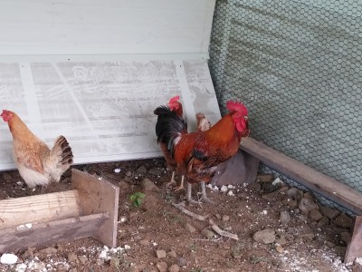 장닭 입주