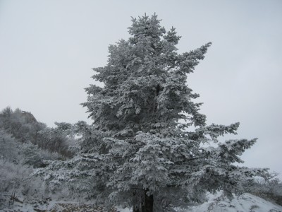 속리산 눈꽃산행 2
