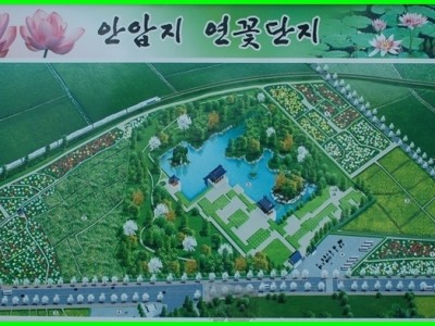 경주안압지연꽃단지...