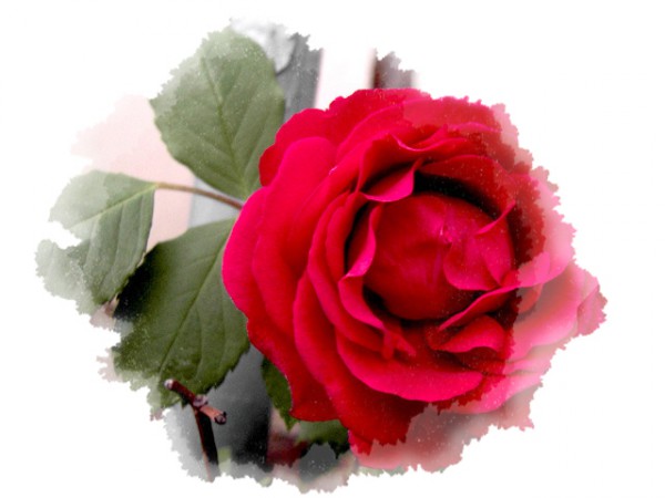 1960056601_6fc21fb8_10000.jpg